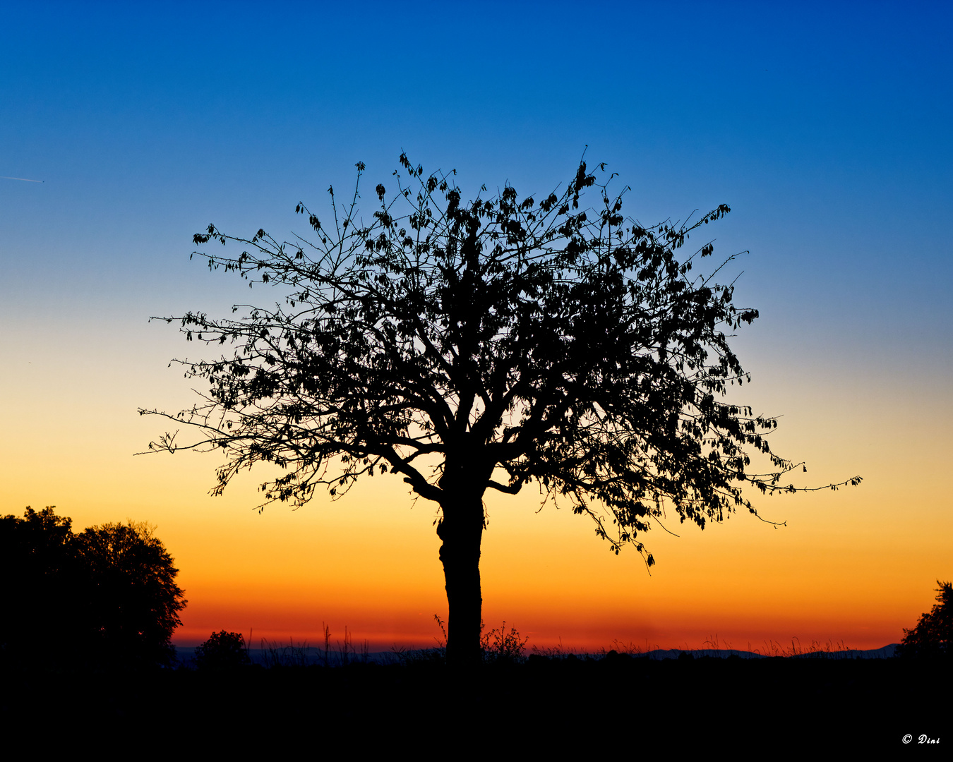 Baum im Abendrot