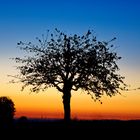 Baum im Abendrot