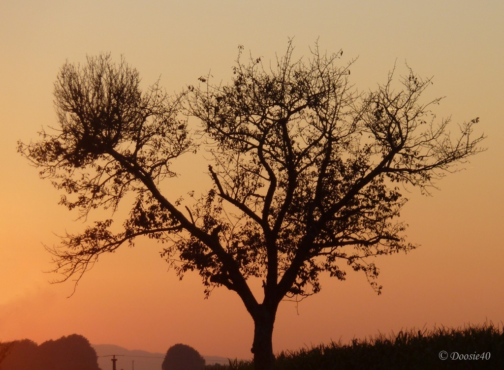 Baum im Abendrot