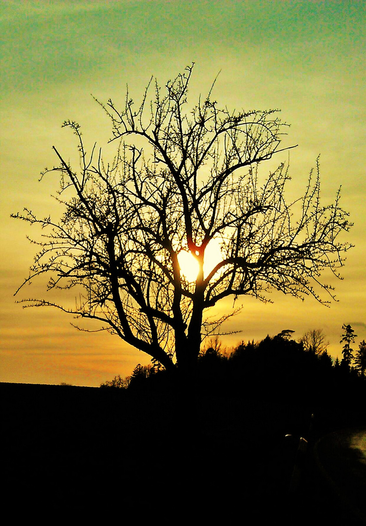 Baum im Abendrot