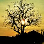 Baum im Abendrot