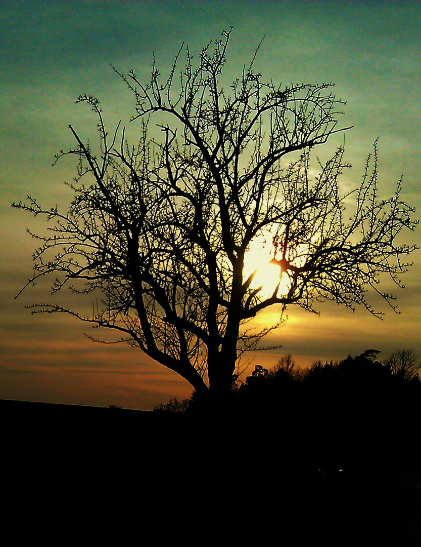 Baum im Abendrot