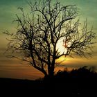 Baum im Abendrot