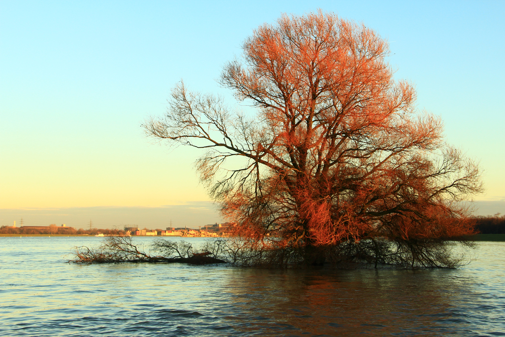 Baum im Abendrot