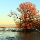 Baum im Abendrot