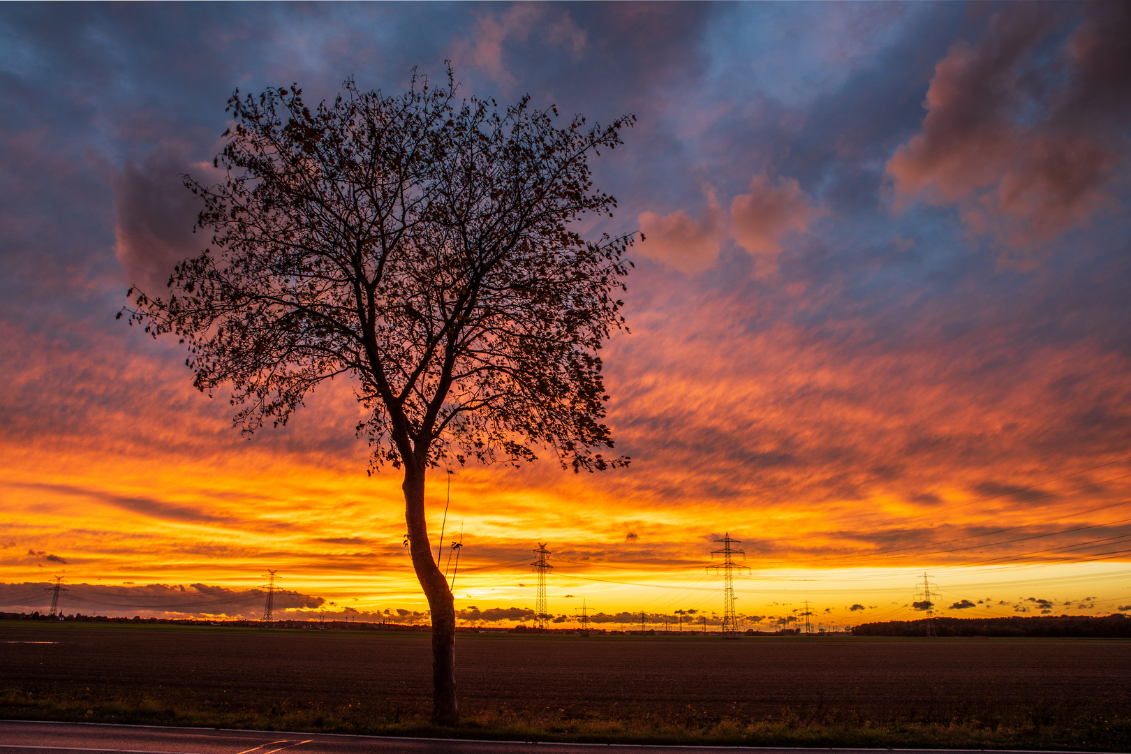 Baum im Abendrot