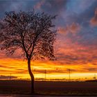 Baum im Abendrot