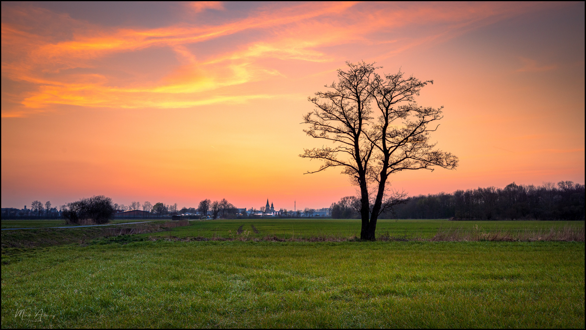 Baum im Abendrot