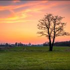 Baum im Abendrot