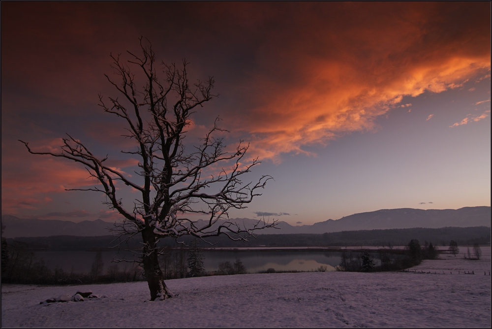 ~ Baum im Abendrot II ~