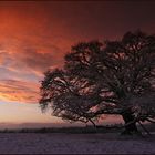 ~ Baum im Abendrot III ~