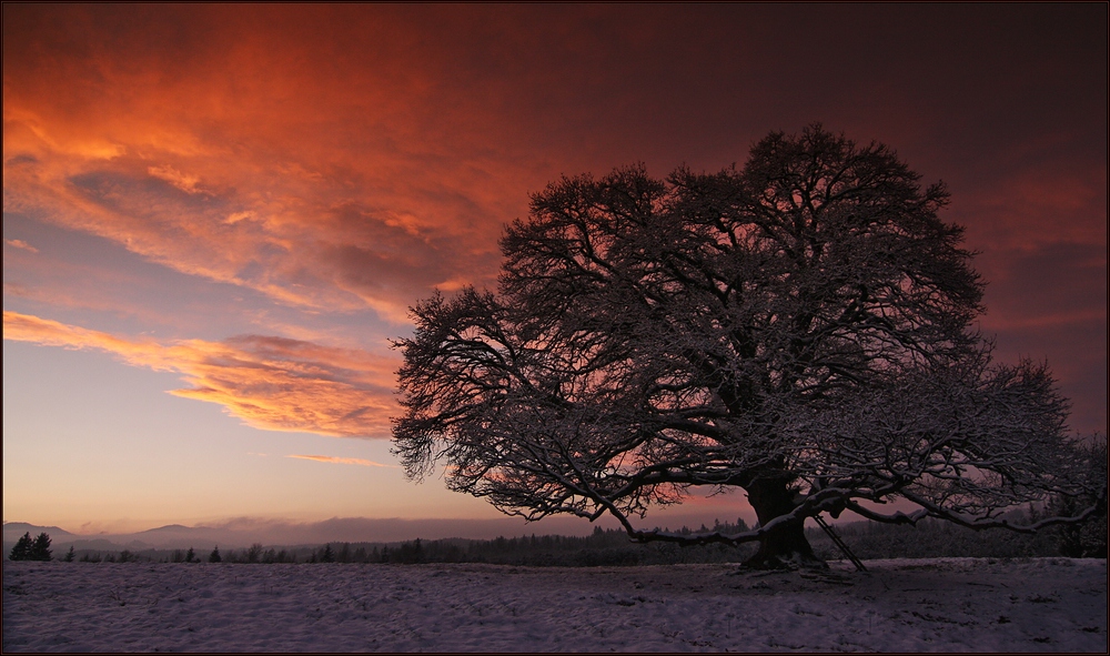 ~ Baum im Abendrot III ~