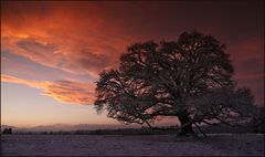 ~ Baum im Abendrot III ~