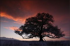 ~ Baum im Abendrot IV ~