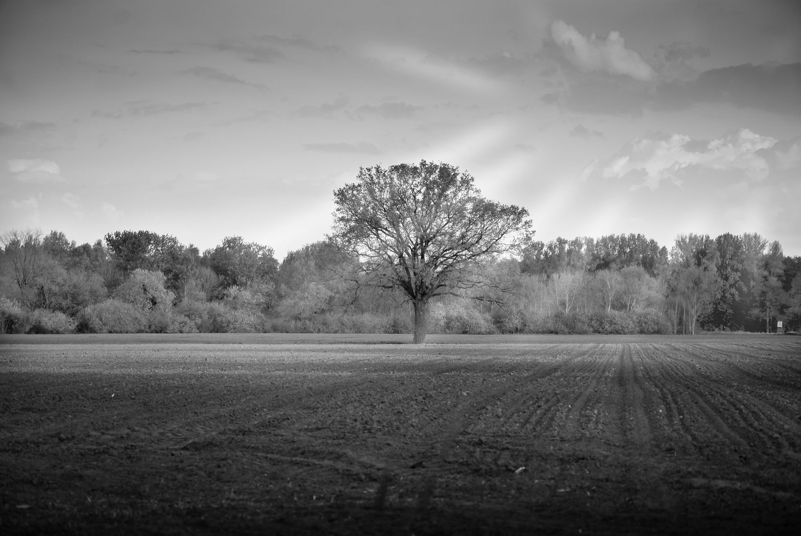 Baum im Acker