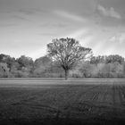 Baum im Acker