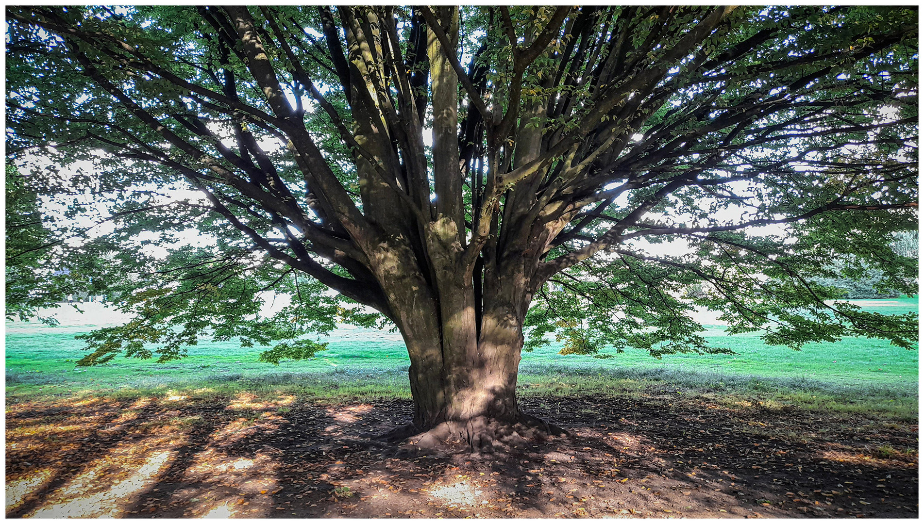 Baum im Alsterpark