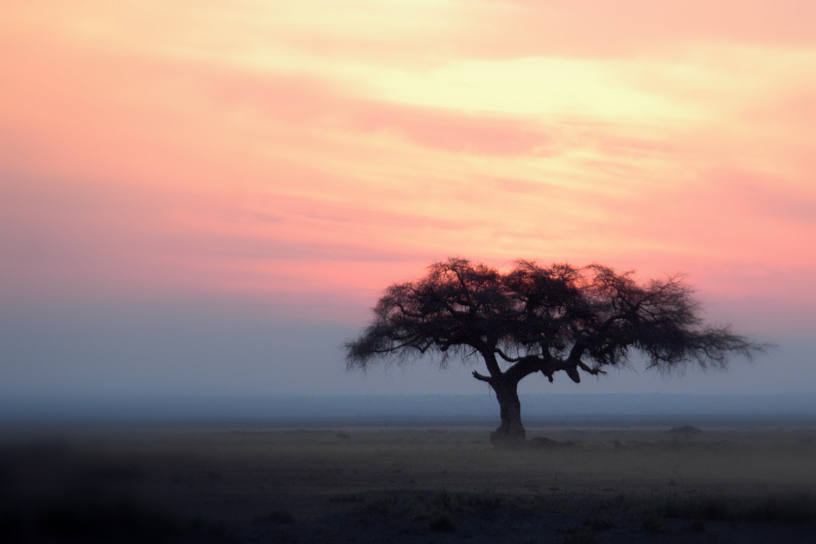 Baum im Amboseli Nationalpark