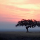 Baum im Amboseli Nationalpark