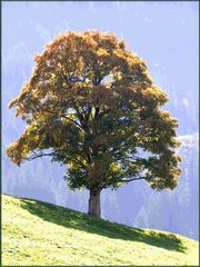 Baum im Appenzellerland