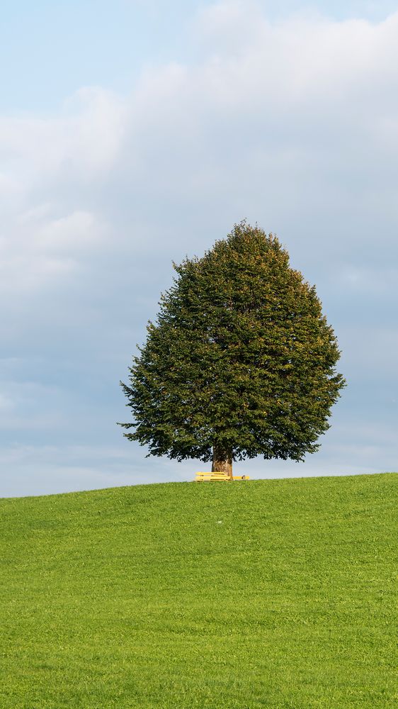 Baum im Appenzellerland