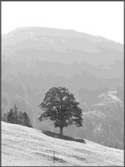 Baum im Appenzellerland2