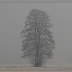 Baum im Atem des Winters