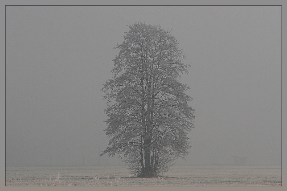 Baum im Atem des Winters