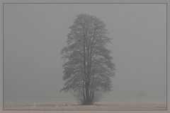 Baum im Atem des Winters