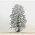 Baum im Atem des Winters 8