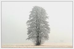 Baum im Atem des Winters 8