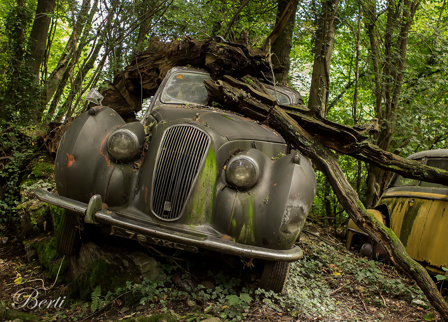 Baum im Auto