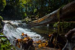 Baum im Bach