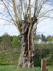 Baum im Baum