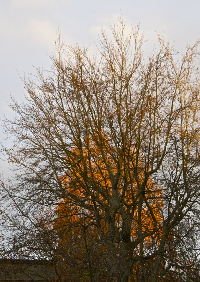 Baum im Baum