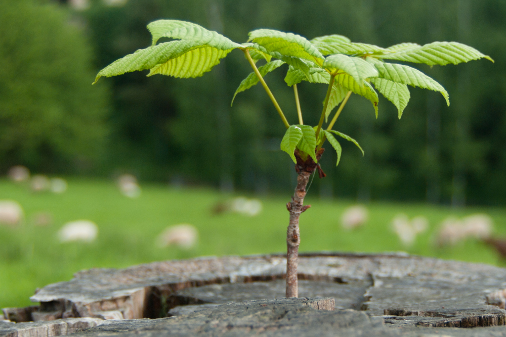 Baum im Baum