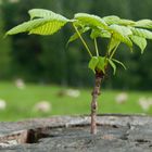 Baum im Baum