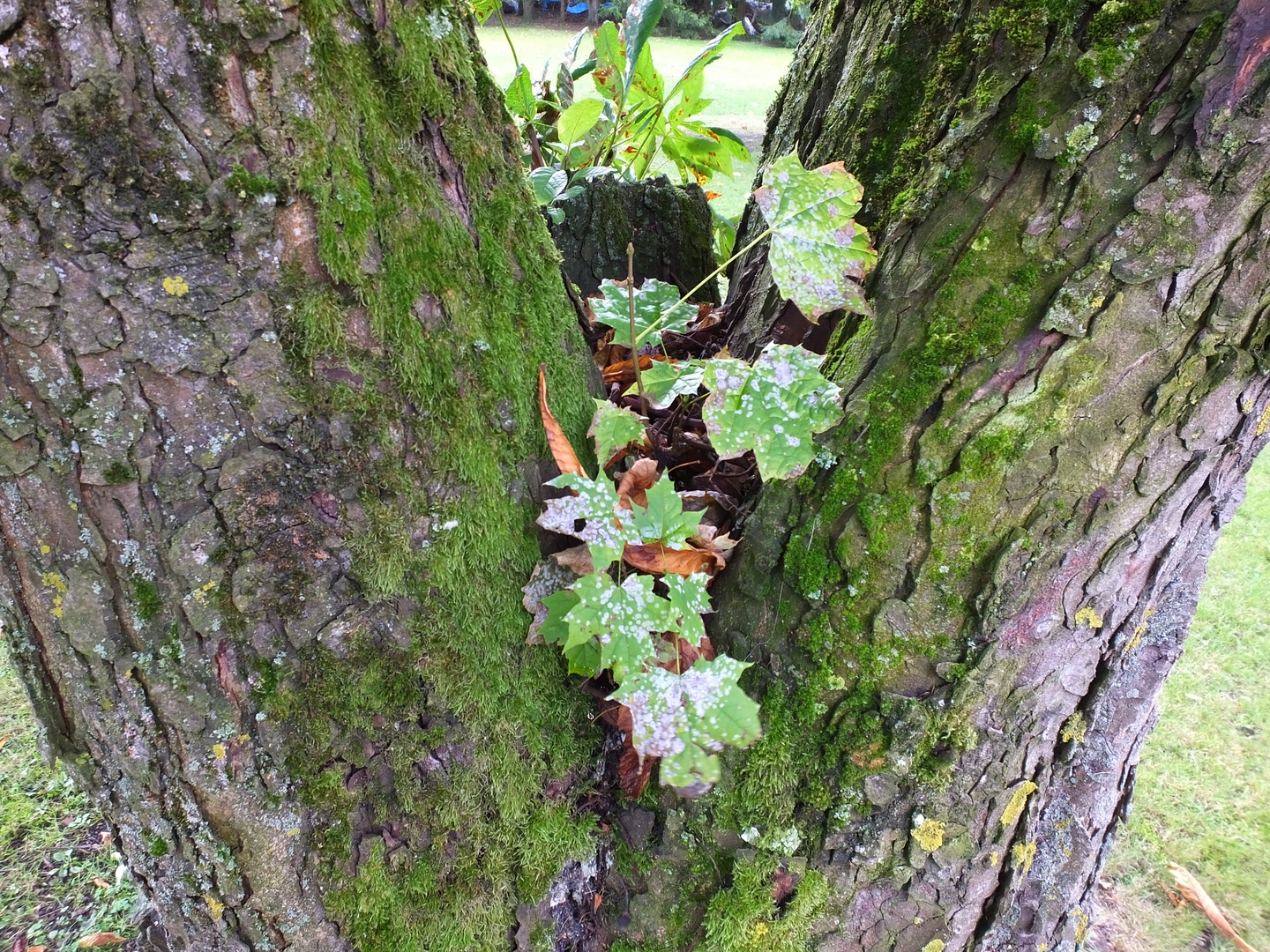 Baum im Baum