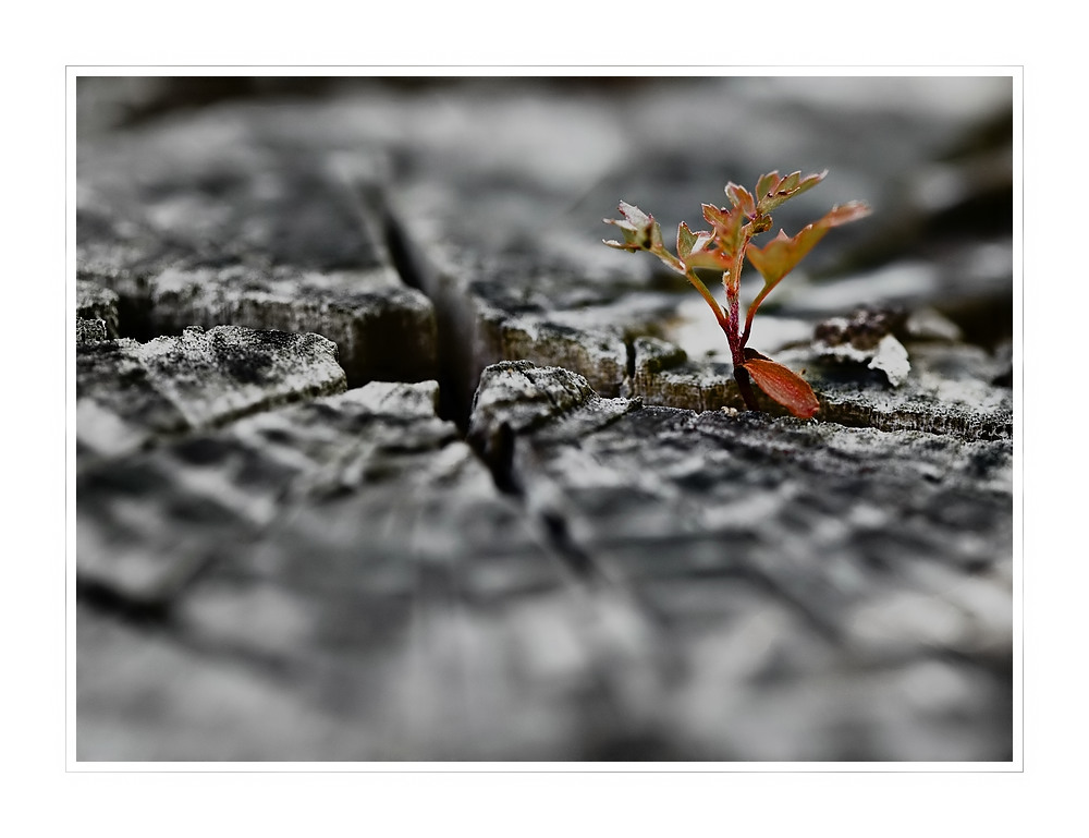 Baum im Baum...