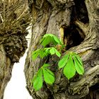 Baum im Baum