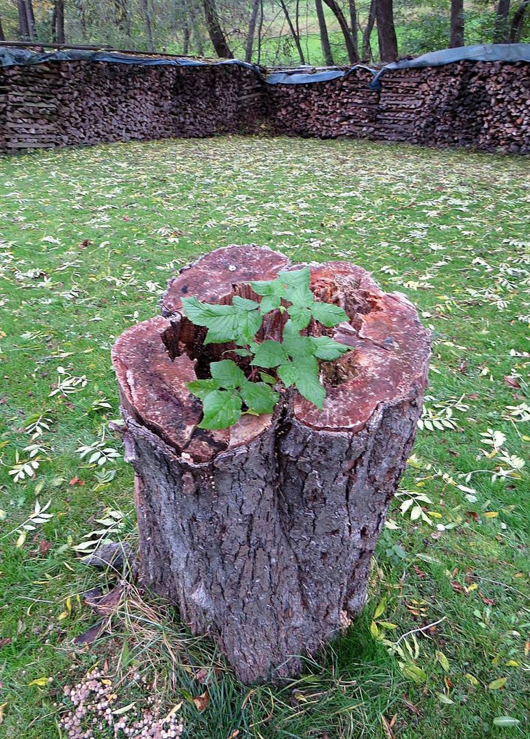 Baum im Baum