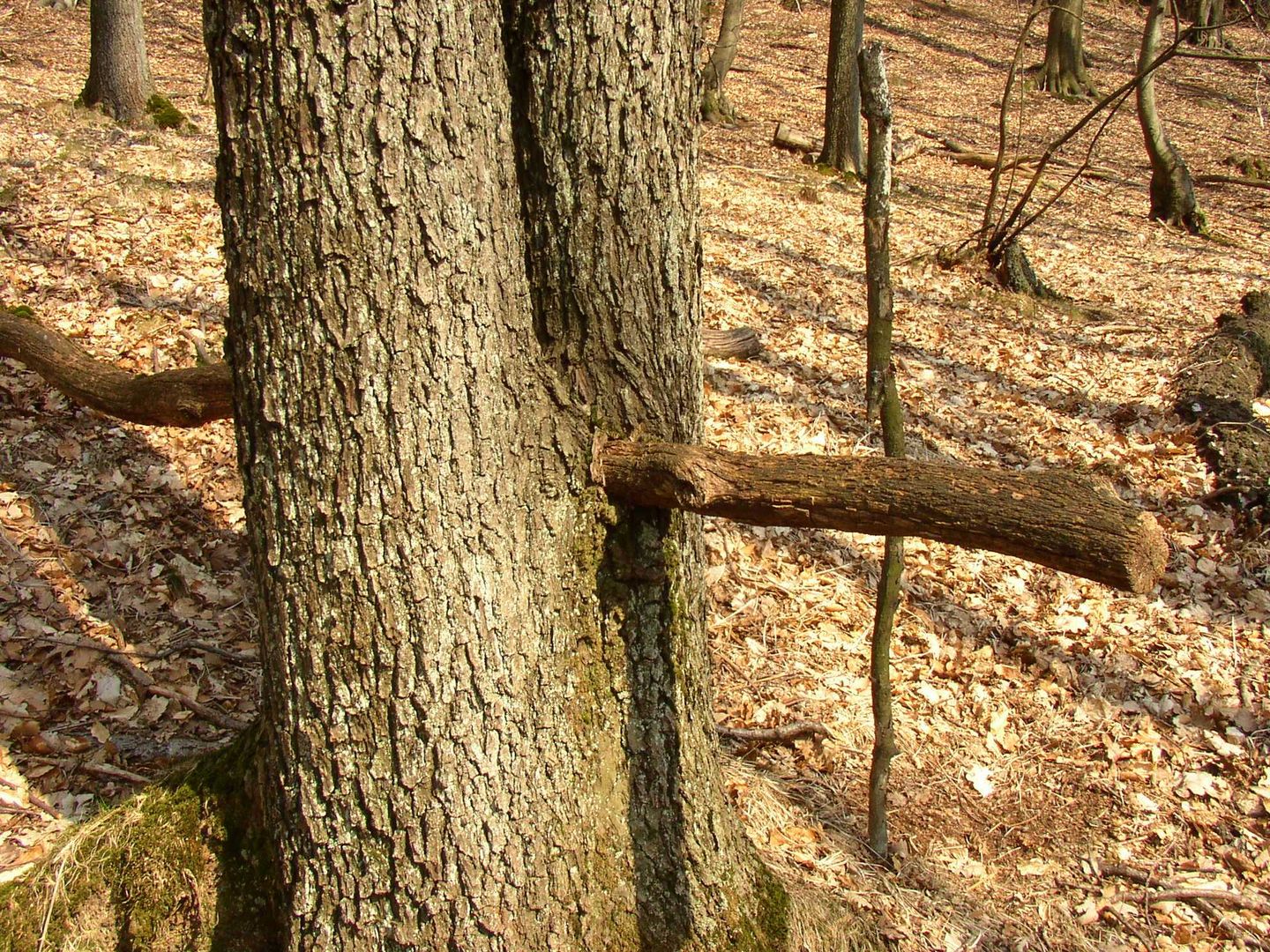 Baum im Baum