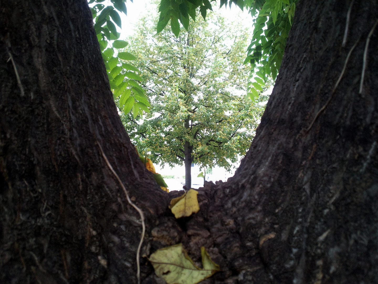 Baum im Baum