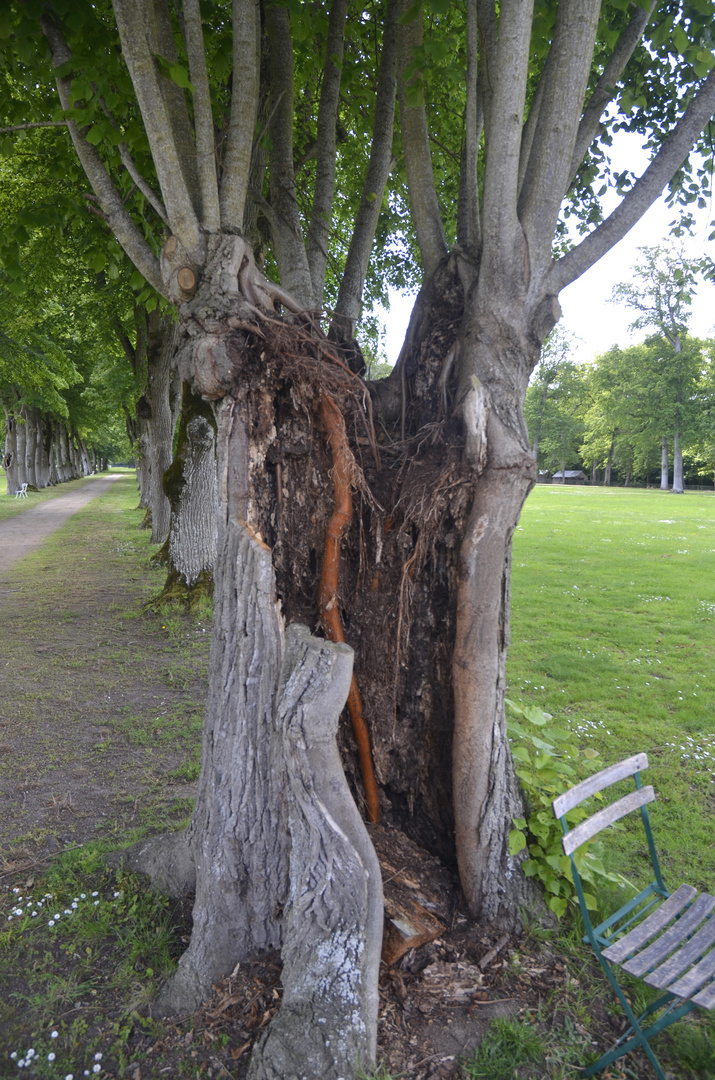 Baum im Baum