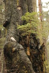 Baum im Baum