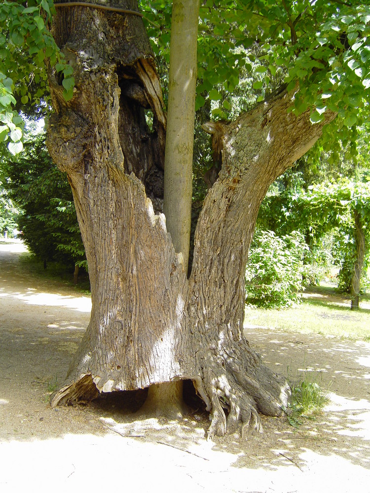 Baum im Baum