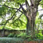 Baum im Berggarten