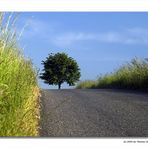 Baum im Bergischen Land