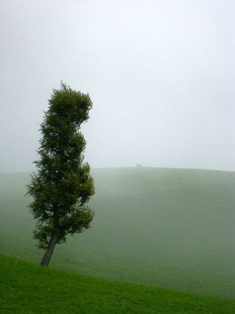 Baum im Bergnebel