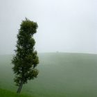 Baum im Bergnebel